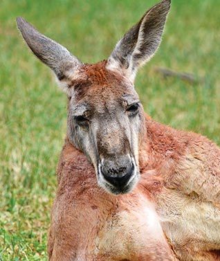 Aeroplane colliding with kangaroo on rural landing field